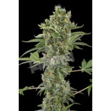 Moby Dick Automatic Feminised Seeds
