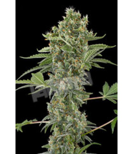 Moby Dick Automatic Feminised Seeds