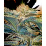 Mohan Ram Auto Feminised Seeds