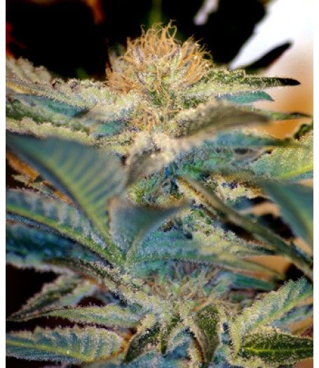 Mohan Ram Auto Feminised Seeds