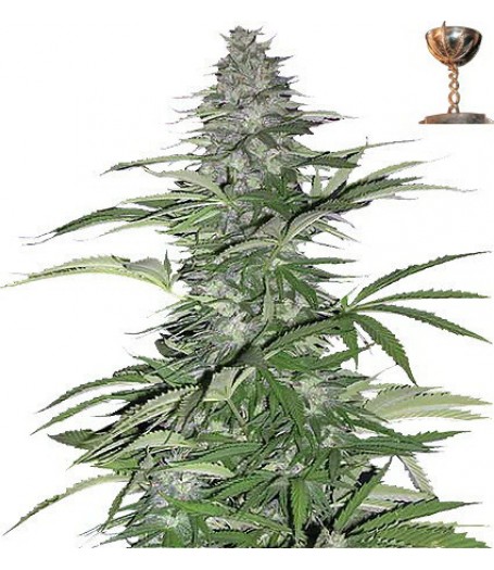 Morning Glory Regular Seeds