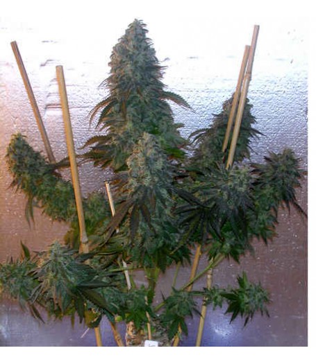 Motavation Regular Seeds