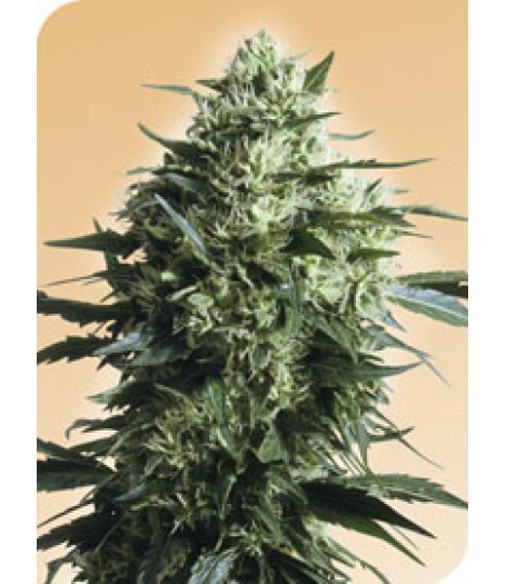 Mother's Finest Regular Seeds