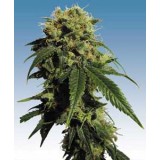 Mr. Bubble Regular Seeds