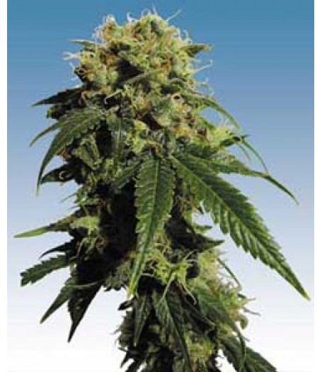 Mr. Bubble Regular Seeds