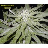 Narkush Regular Seeds