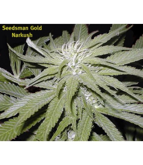 Narkush Regular Seeds