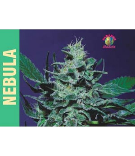 Nebula Feminised Seeds