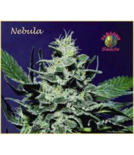 Nebula Seeds Regular - 10