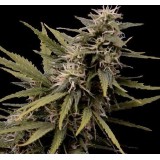 Nemesis Feminised Seeds 