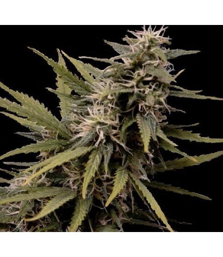 Nemesis Feminised Seeds 