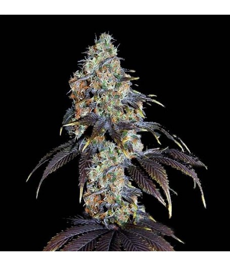 Nepali Rukum Regular Seeds