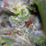 Neville's Haze Feminised Seeds