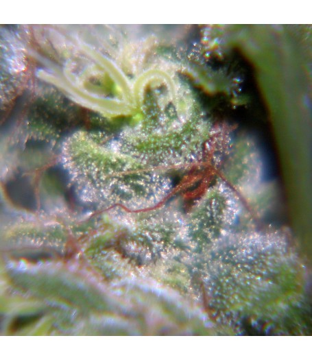 Neville's Haze Feminised Seeds