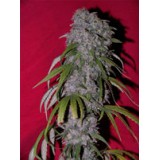 Neville's Haze Hybrid Feminised Seeds