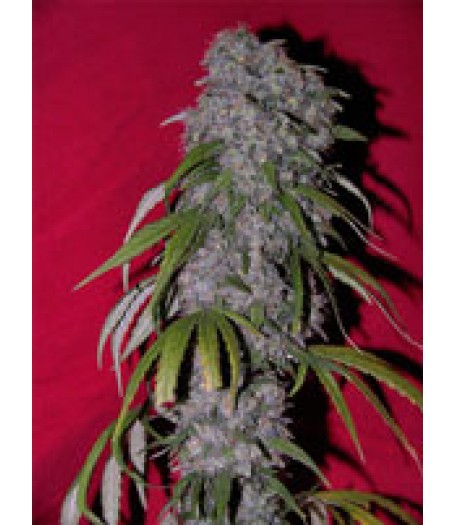 Neville's Haze Hybrid Feminised Seeds