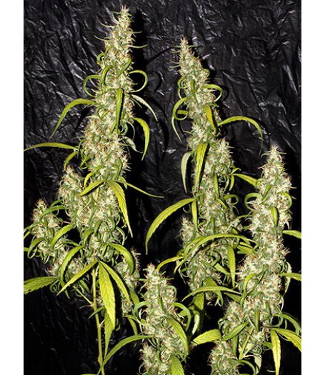 Neville's Haze Regular Seeds