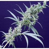 Neville's Haze x Mango Regular Seeds