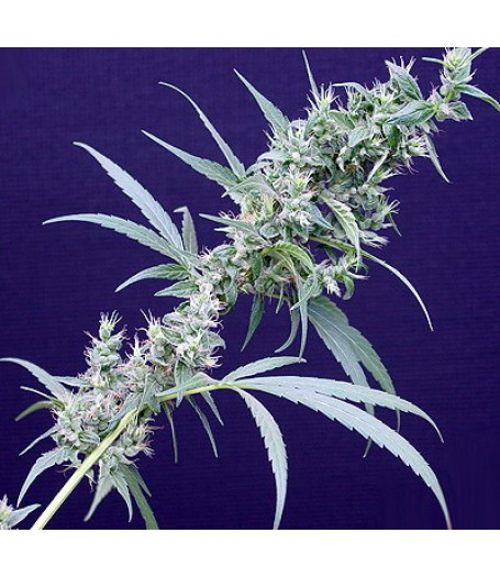 Neville's Haze x Mango Regular Seeds