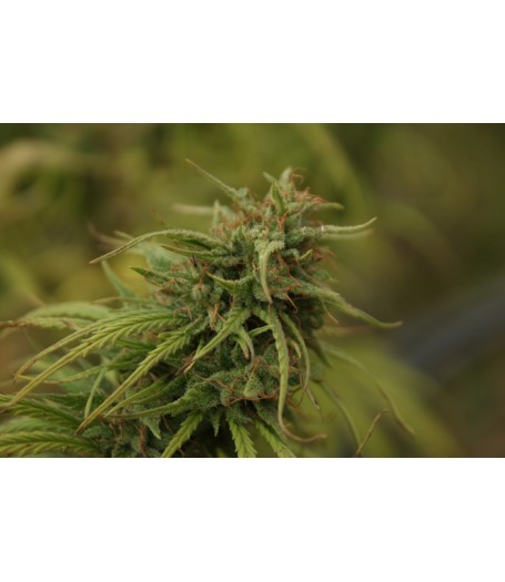 Neville's Skunk Regular Seeds