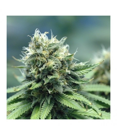 N.Y.P.D. (New York Power Diesel) Feminised Seeds - 5