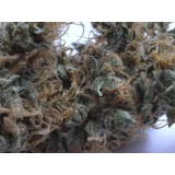 NHS Regular Seeds (Northern Lights/Haze x Skunk)