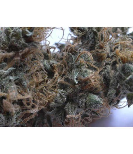 NHS Regular Seeds (Northern Lights/Haze x Skunk)