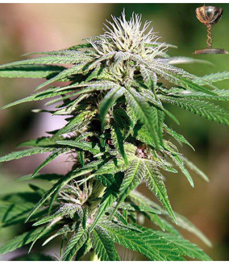 Night Shade Regular Seeds