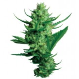 Night Queen Feminised Seeds