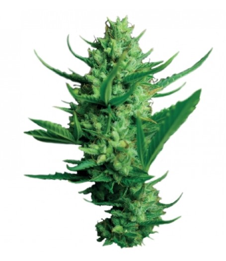 Night Queen Feminised Seeds