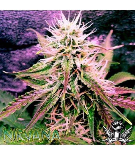 Auto Northern Lights Feminised Seeds