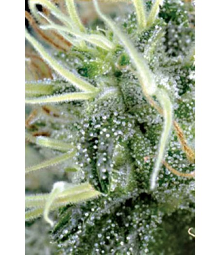 NL5 x Haze Regular Seeds