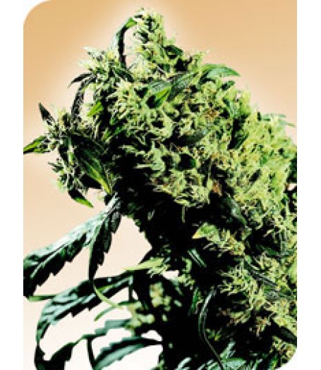 Northern Lights #5 x Haze Regular Seeds