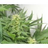 Nordle (Afghan Skunk) Regular Seeds