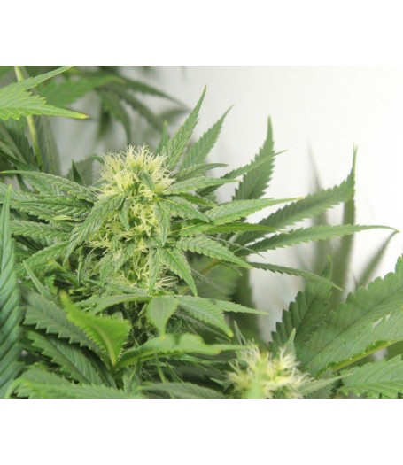 Nordle (Afghan Skunk) Regular Seeds
