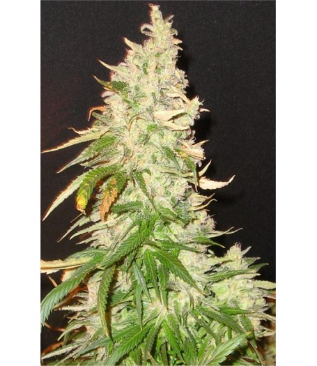 Northern Soul Feminised Seeds
