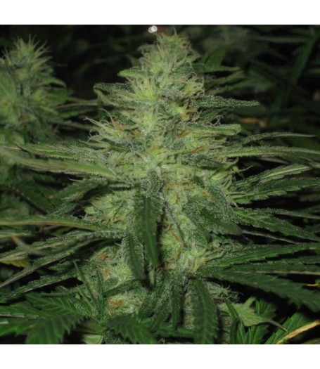 Northern Light Feminised Seeds - 5