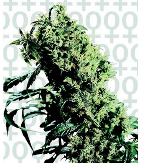 NL#5 x Haze Feminised Seeds