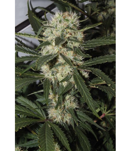 Northern Light Feminised Seeds