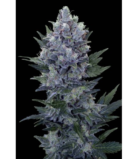Northern Light Automatic Feminised Seeds Northern Light Automatic Feminised Seeds