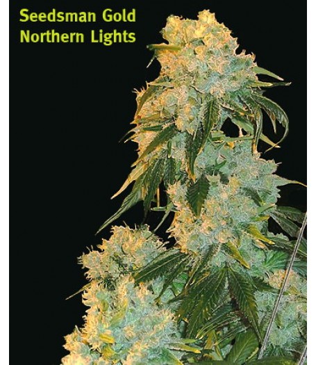 Northern Lights Regular Seeds