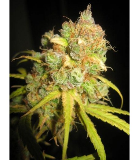 NL5 x Afghan Regular Seeds