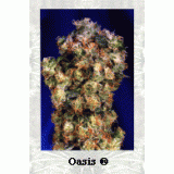 Oasis Feminised Seeds