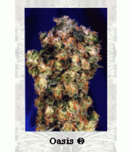 Oasis Feminised Seeds