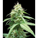 Obsession Feminised Seeds