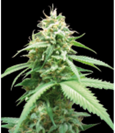 Obsession Feminised Seeds