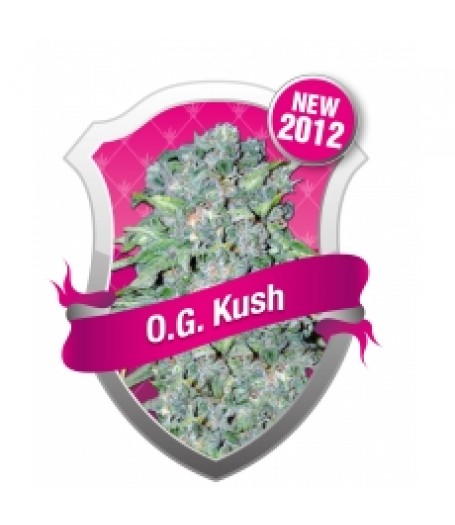 O.G. Kush Feminised Seeds