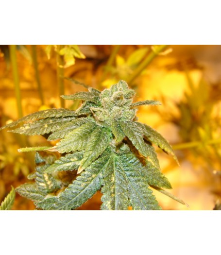 OGiesel Regular Seeds