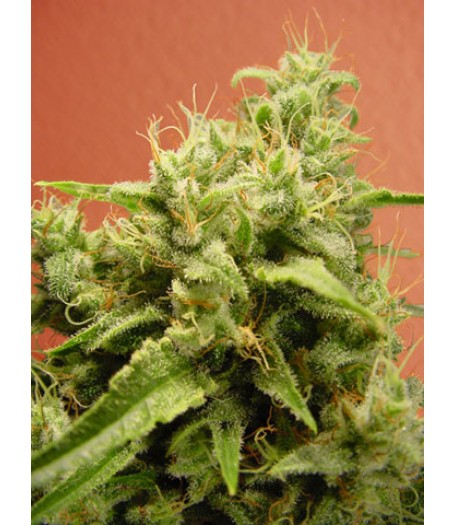 Opium Feminised Seeds