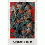 Orange Bud Feminised Seeds